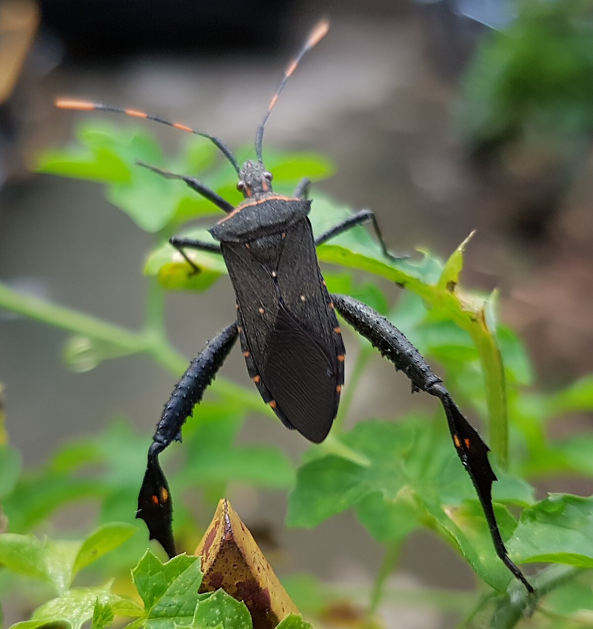 Leptoglossus australis