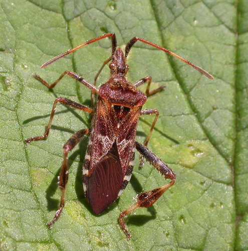 Leptoglossus occidentalis