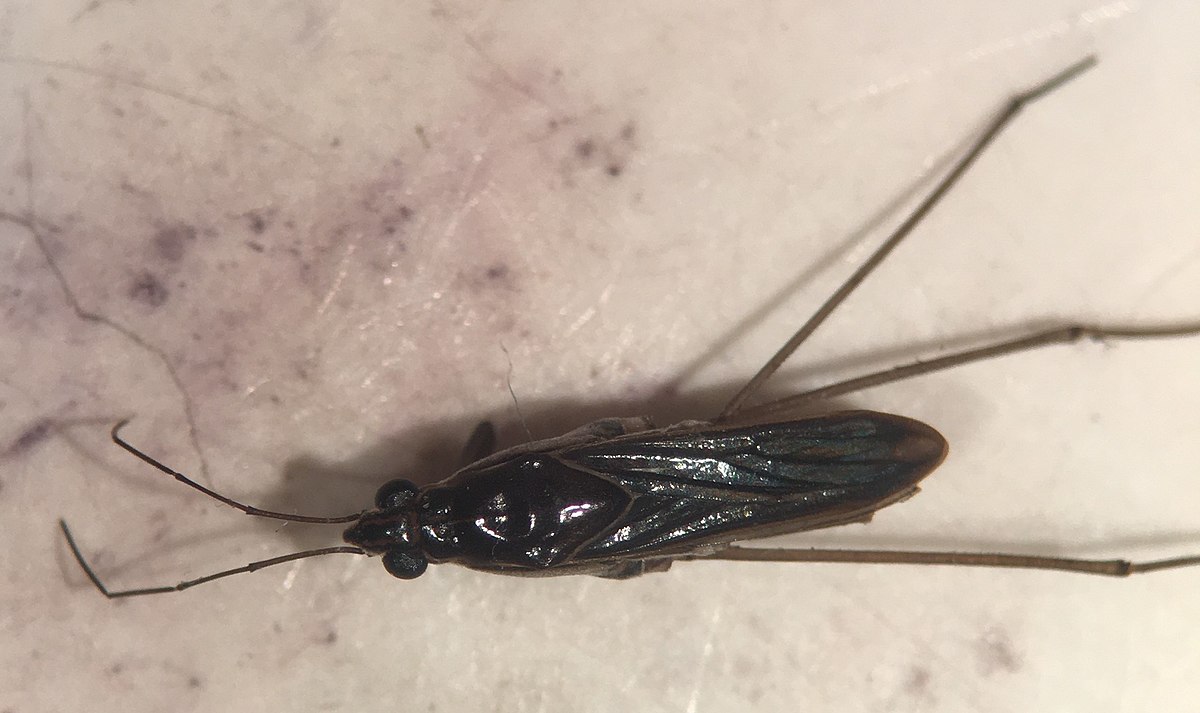 Limnogonus franciscanus