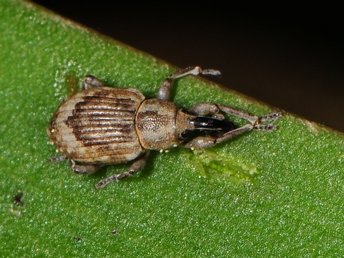 Lissorhoptrus oryzophilus