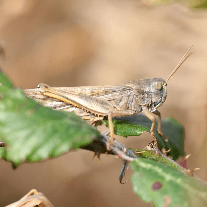 Locusta migratoria