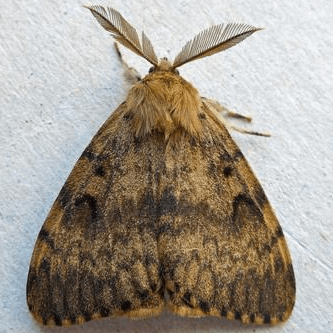 Lymantria dispar