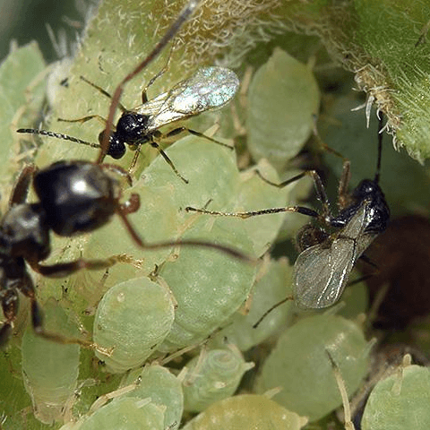 Lysiphlebus fabarum