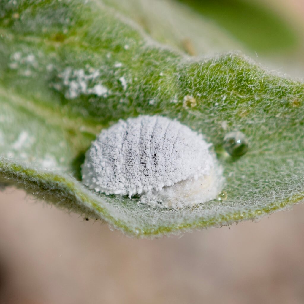 Maconellicoccus hirsutus