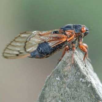 Magicicada septendecim