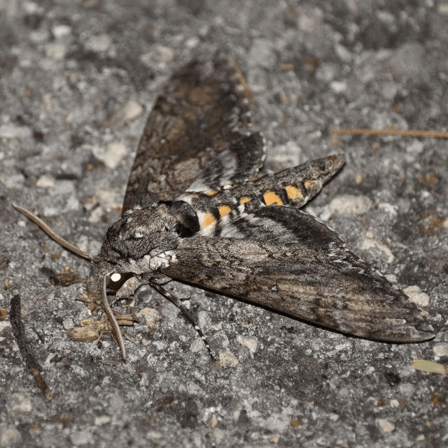 Manduca sexta