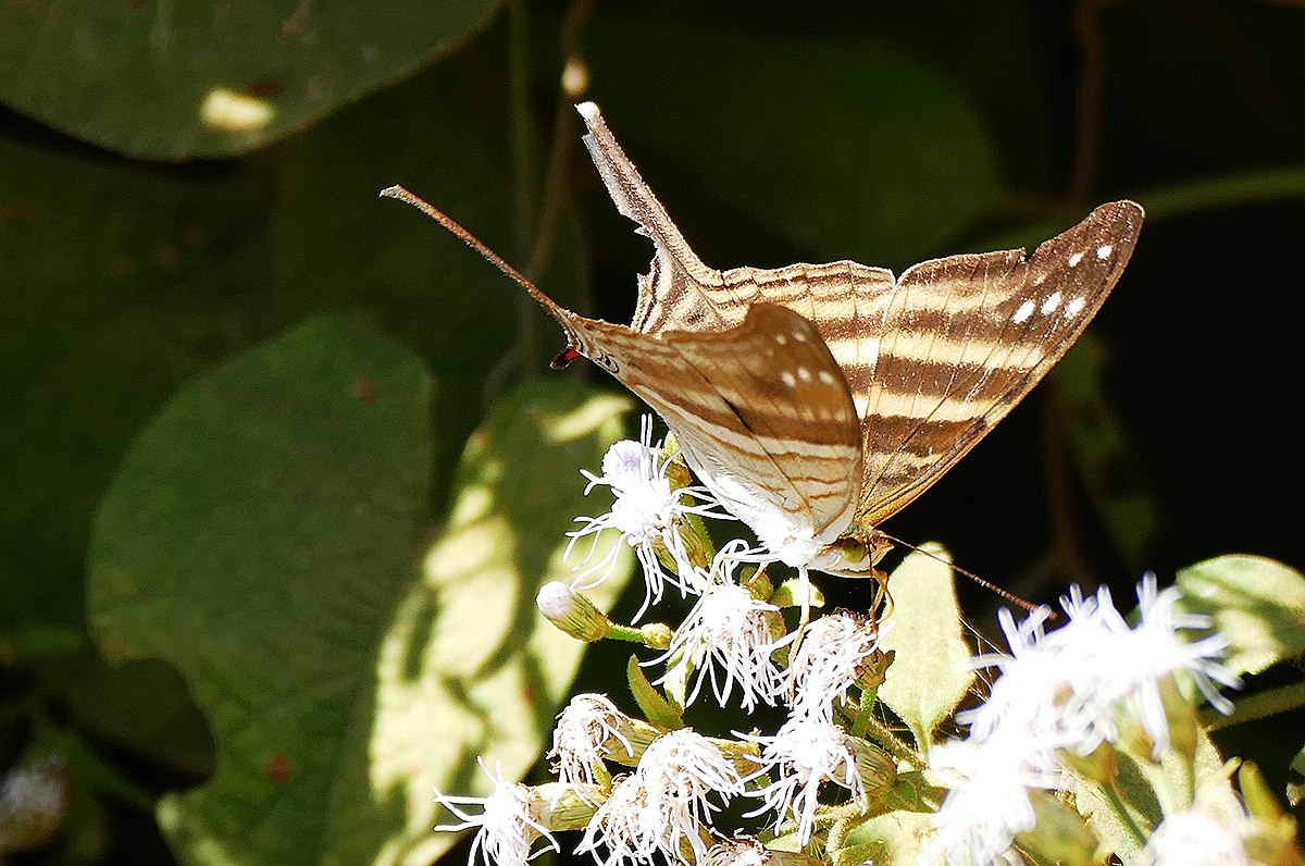 Marpesia chiron