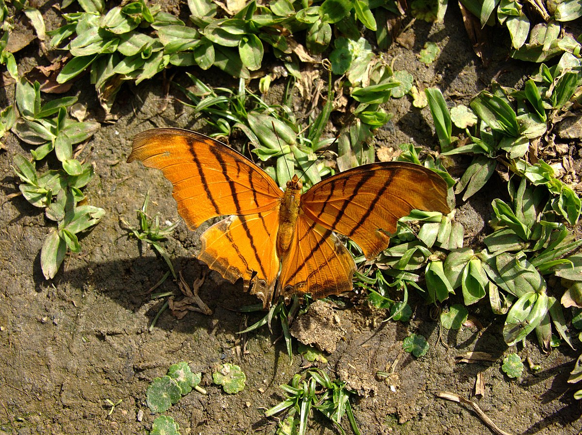 Marpesia petreus