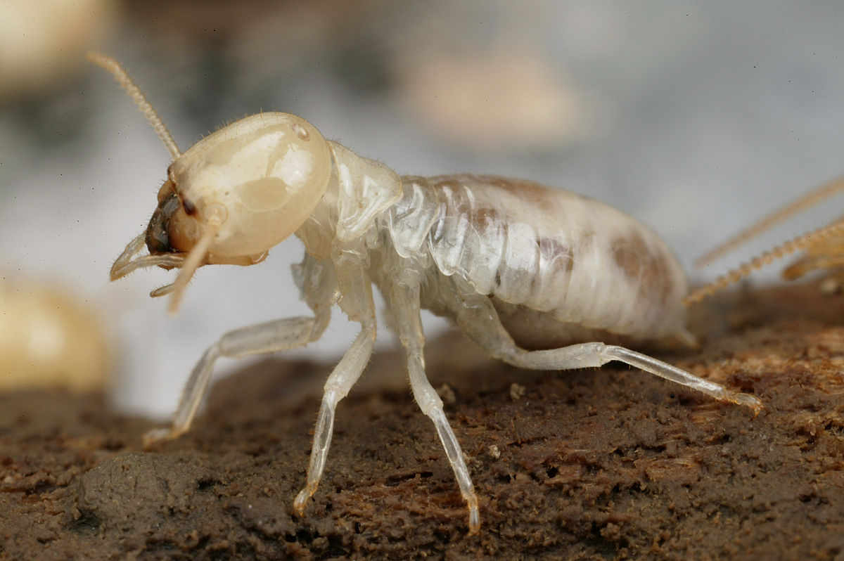 Mastotermes darwiniensis