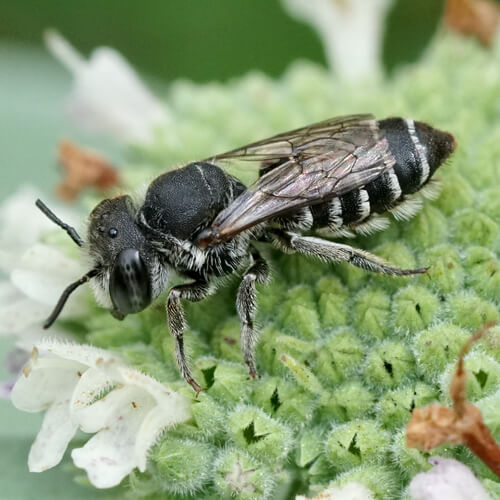 Megachile rotundata