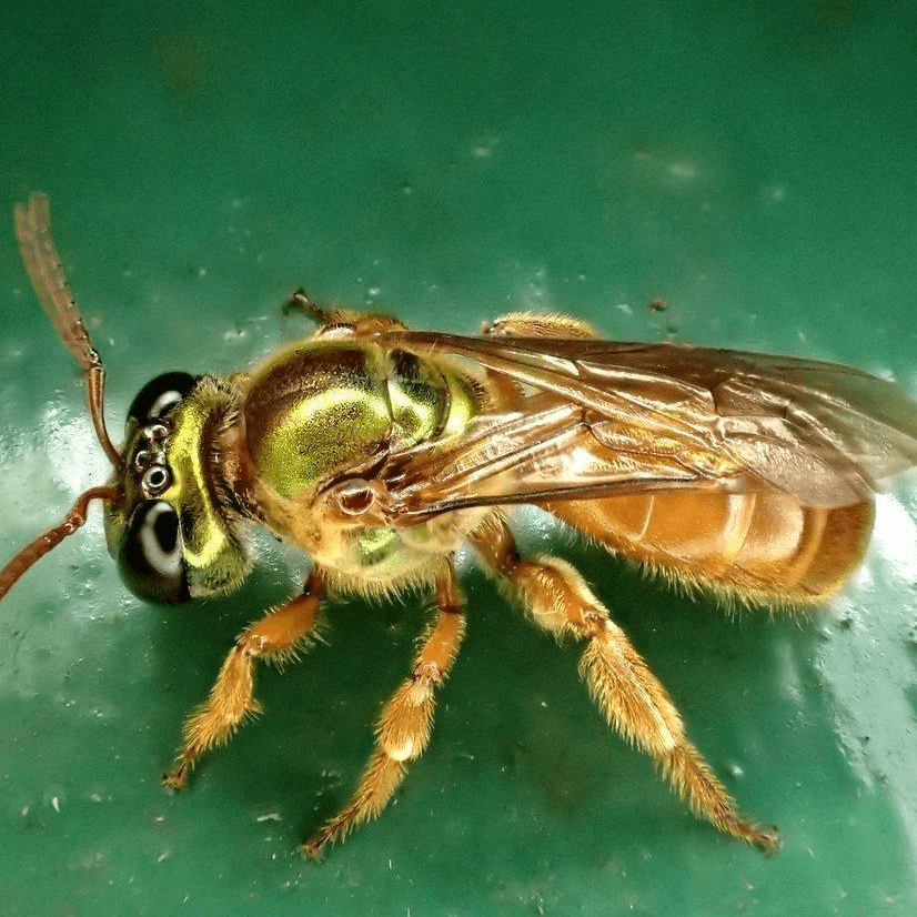 Megalopta genalis