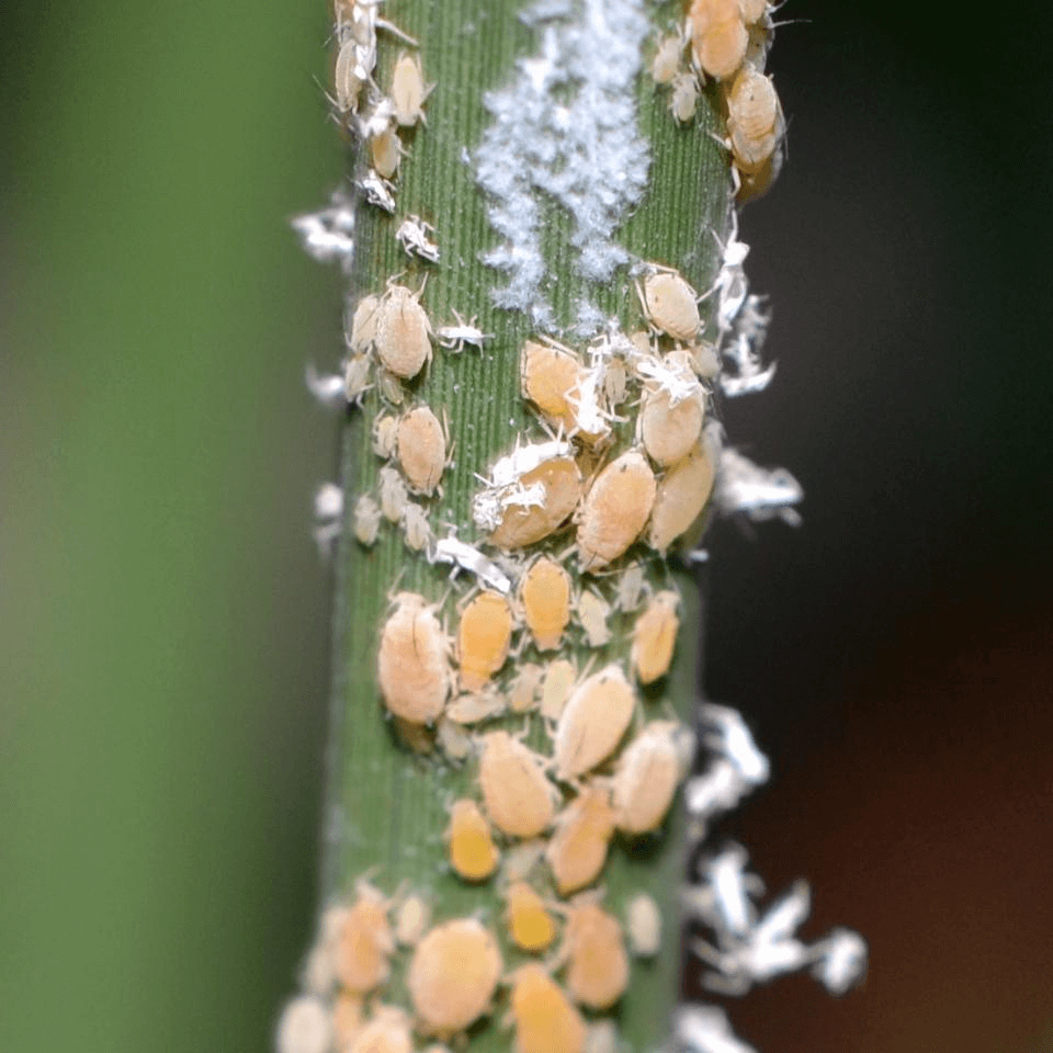 Melanaphis sacchari