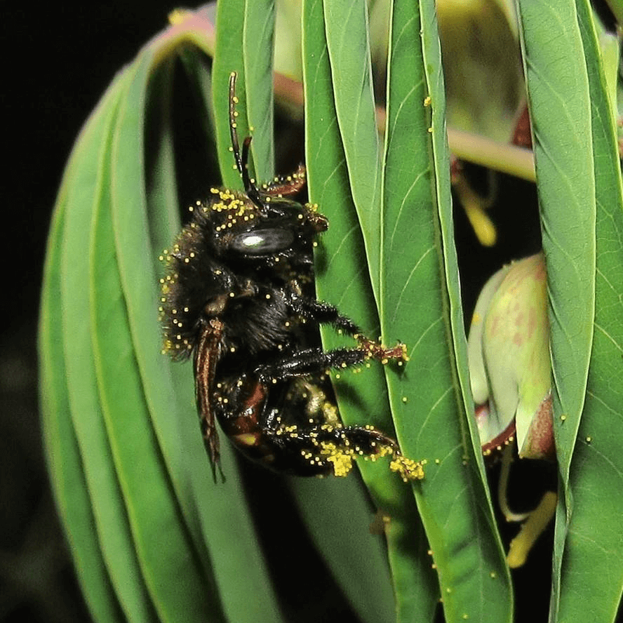 Melipona quadrifasciata