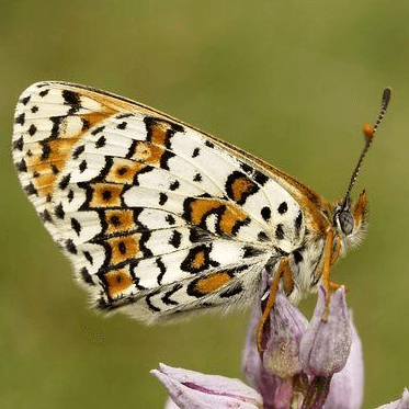 Melitaea cinxia