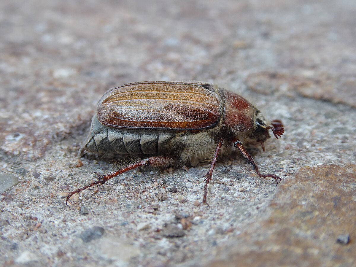 Melolontha hippocastani
