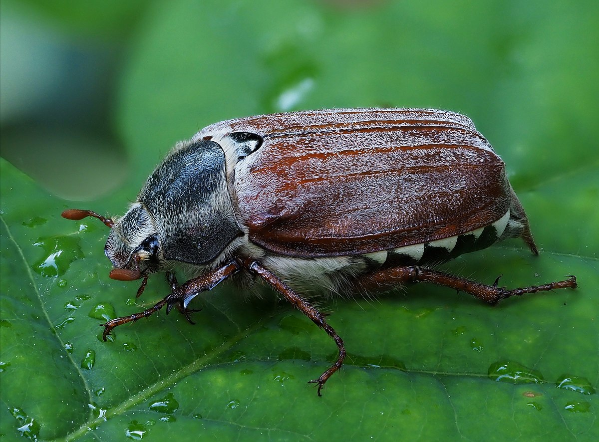Melolontha melolontha