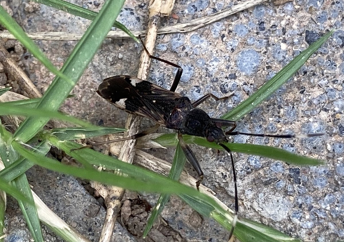 Metochus abbreviatus