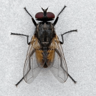 Musca domestica