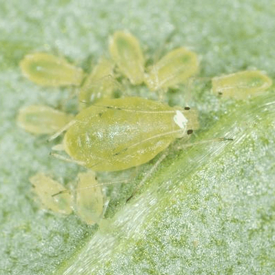 Myzus persicae
