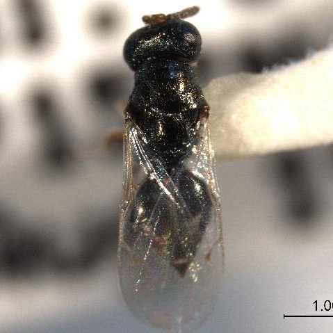 Nasonia giraulti