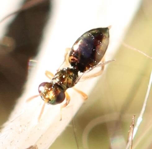 Nasonia vitripennis