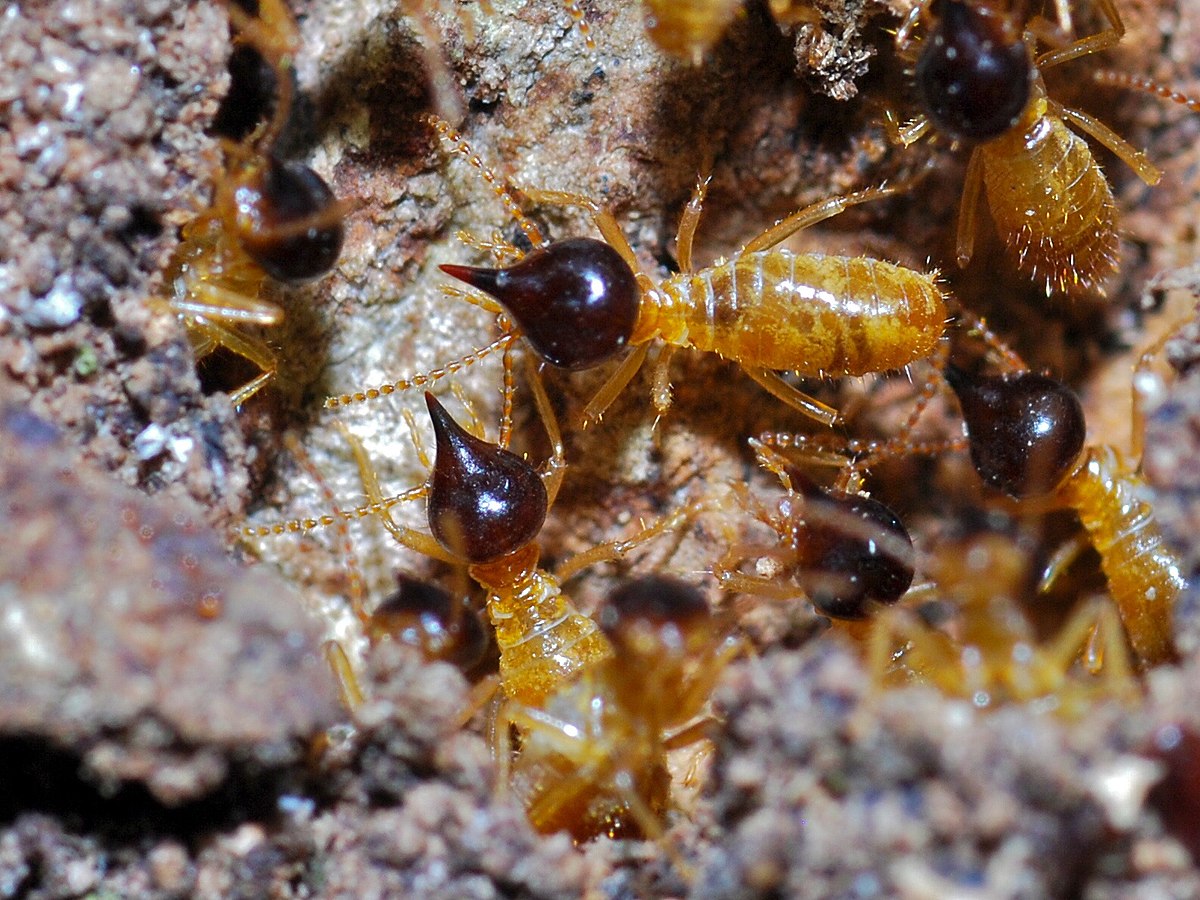 Nasutitermes corniger