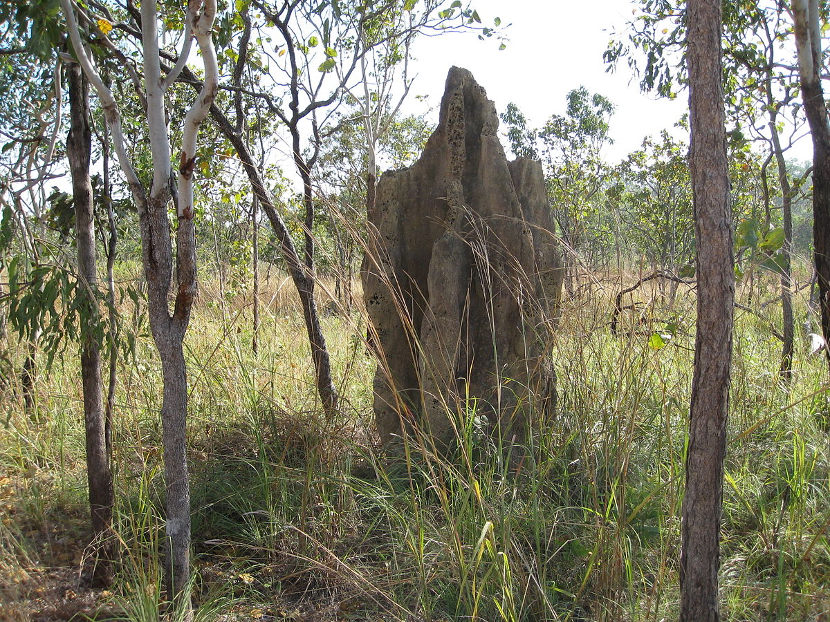 Nasutitermes triodiae