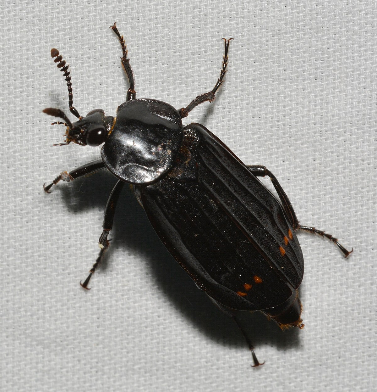Necrodes surinamensis