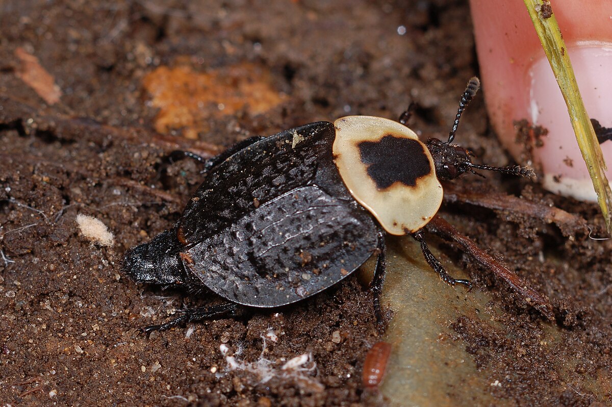 Necrophila americana