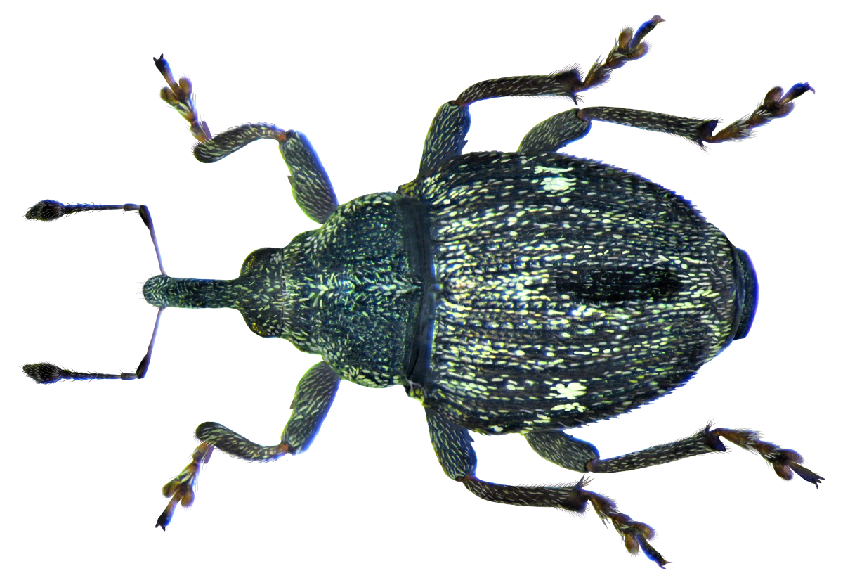 Nedyus quadrimaculatus