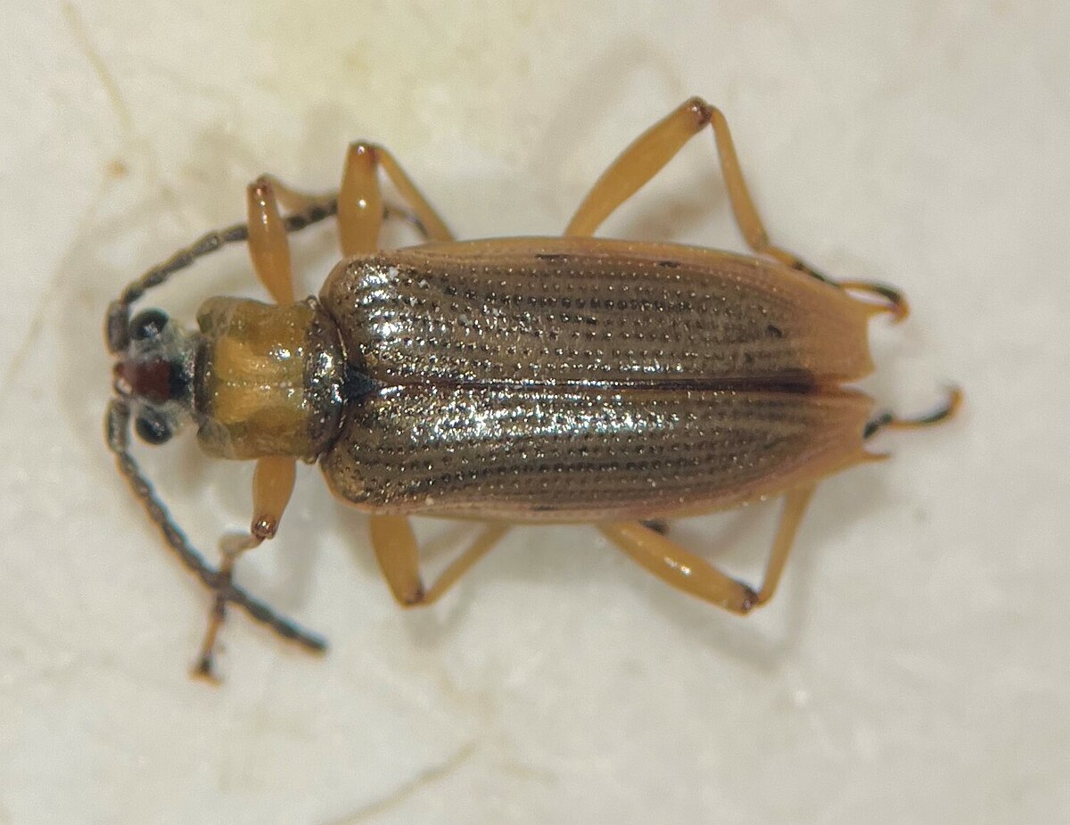 Neohaemonia nigricornis