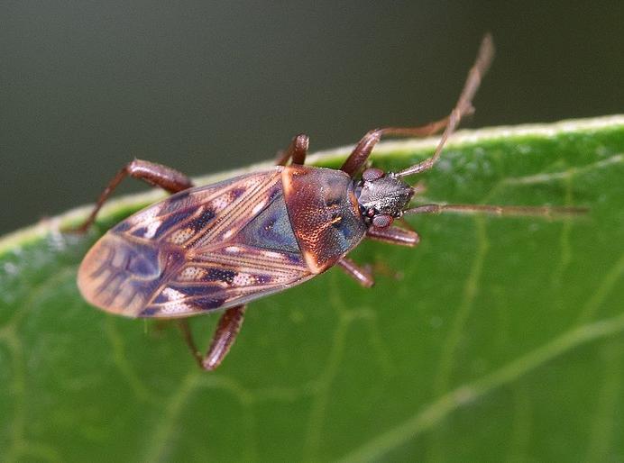 Neolethaeus dallasi