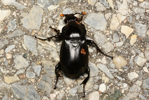Nicrophorus concolor