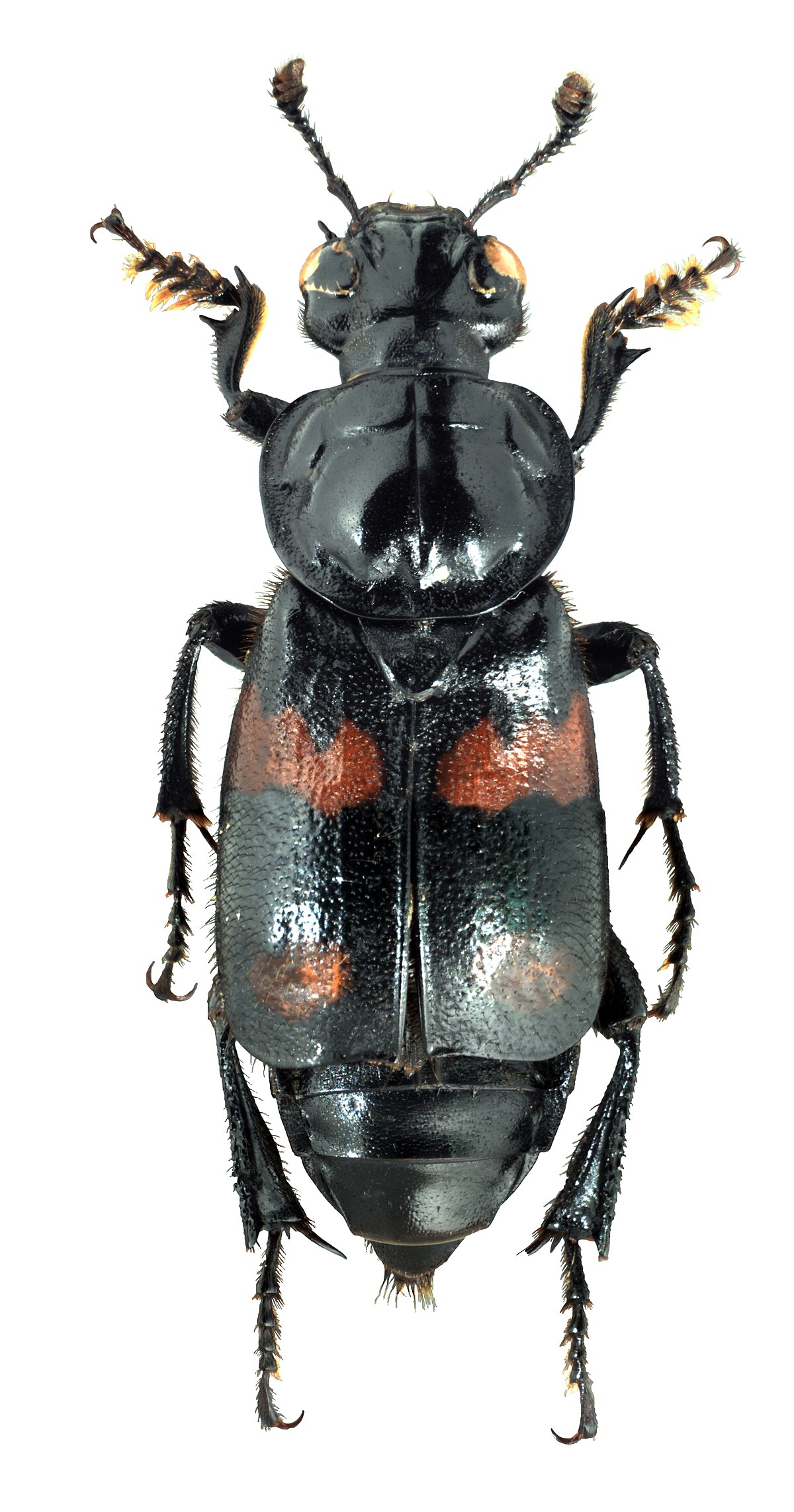 Nicrophorus orbicollis