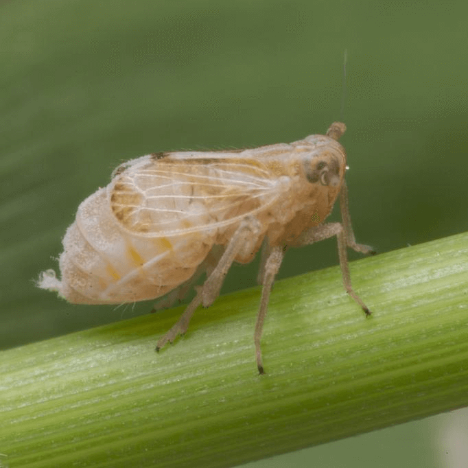Nilaparvata lugens