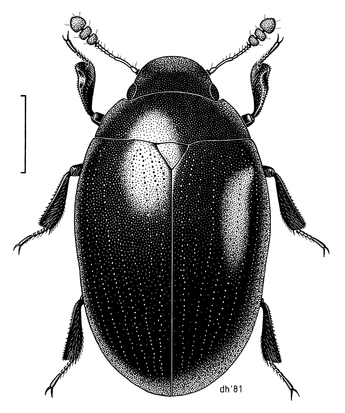 Nosodendridae