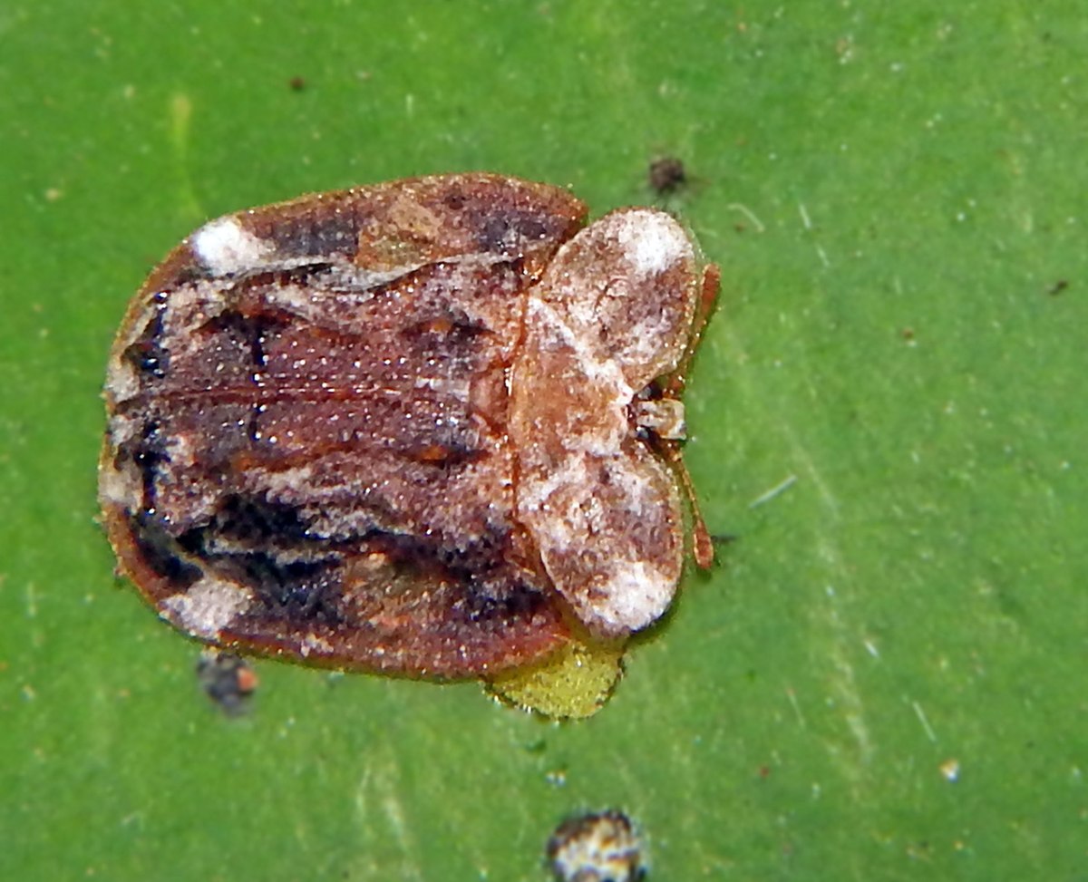 Notosacantha