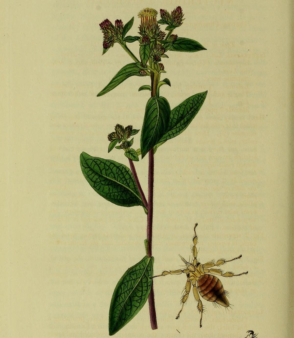 Nycteribia kolenatii