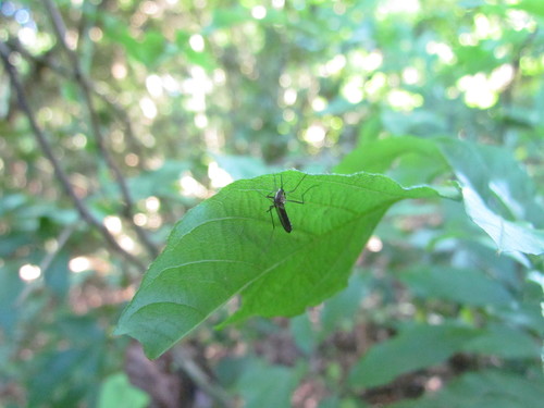Ochlerotatus serratus
