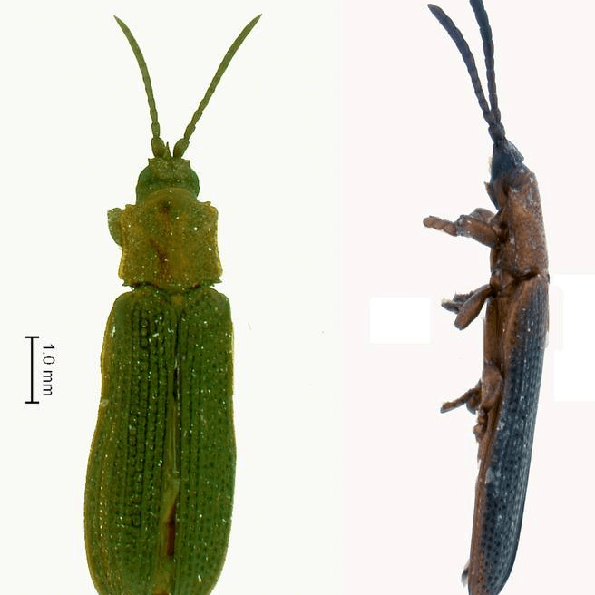 Octodonta nipae