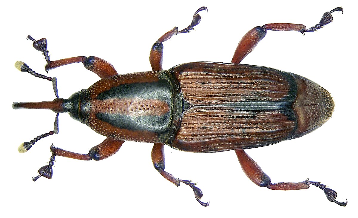 Odoiporus longicollis