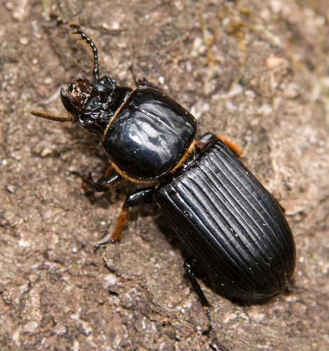 Odontotaenius disjunctus