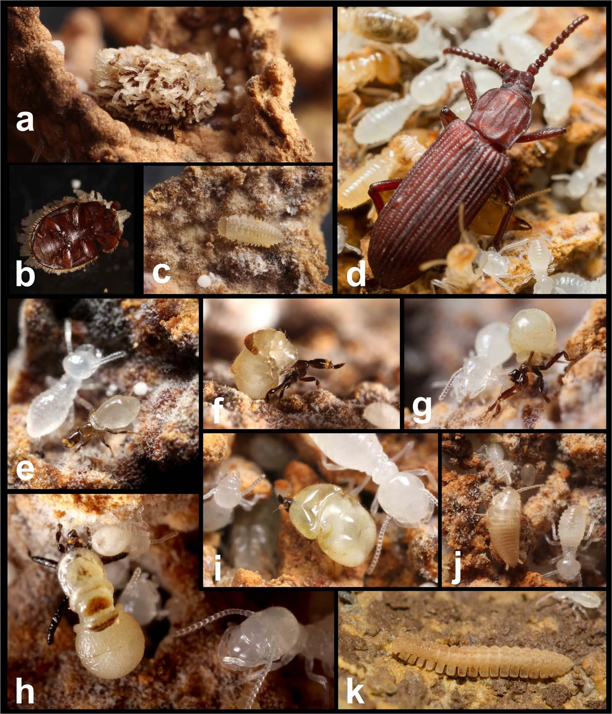 Odontotermes formosanus