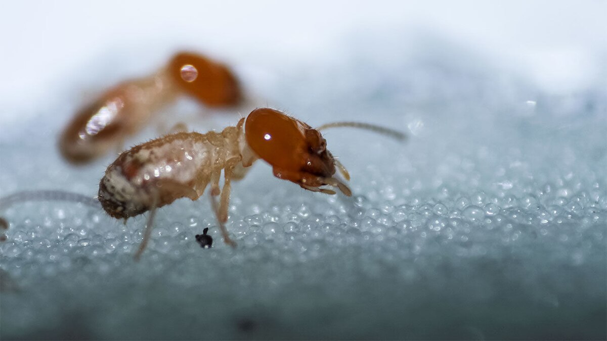 Odontotermes obesus