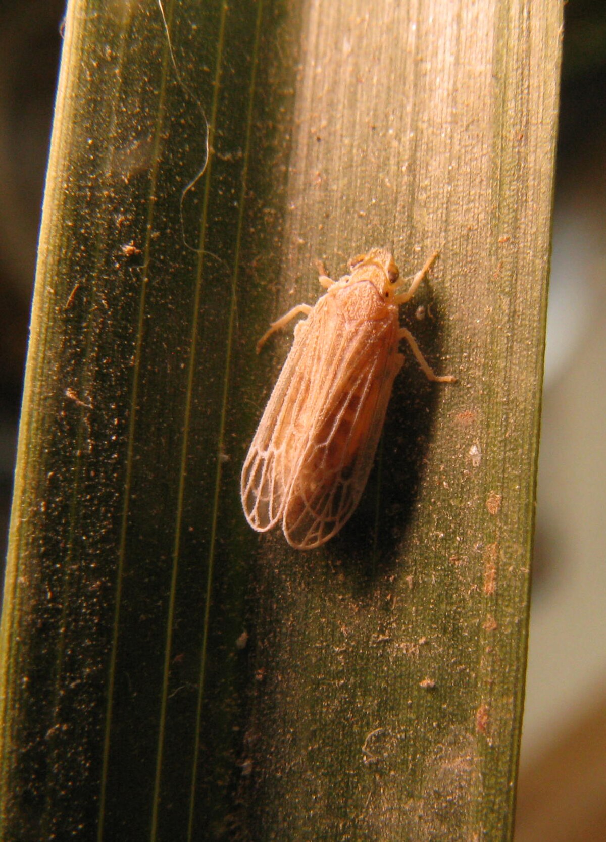 Ommatissus lybicus