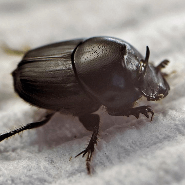 Onthophagus taurus