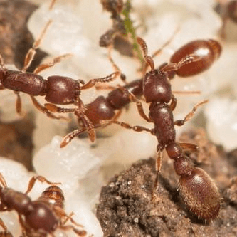 Ooceraea biroi