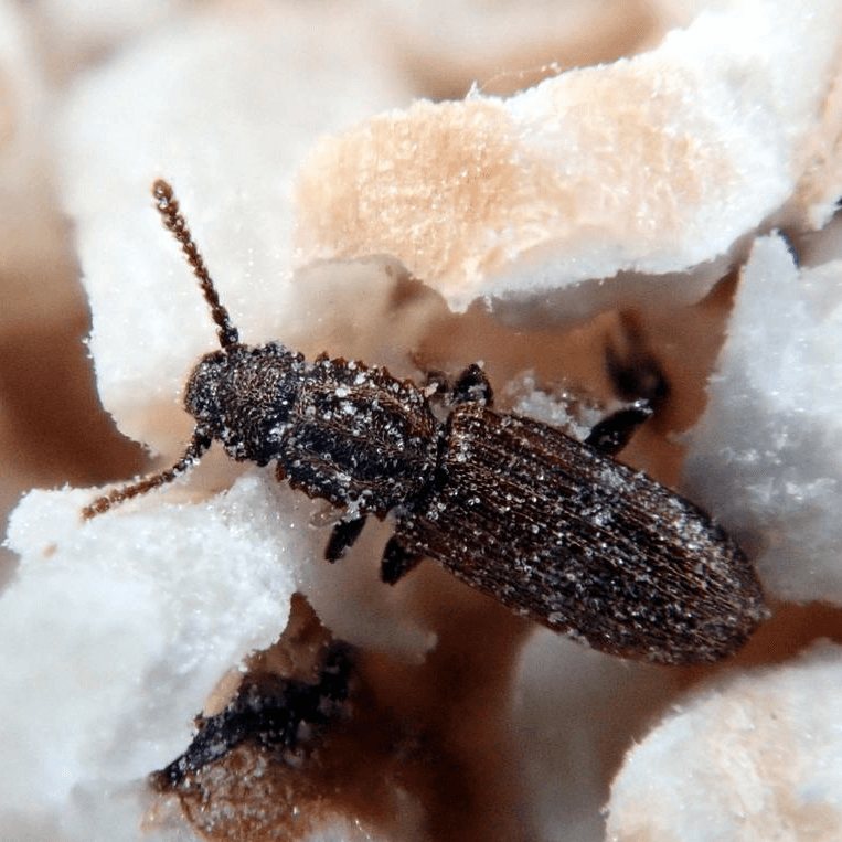 Oryzaephilus surinamensis