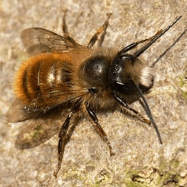 Osmia bicornis