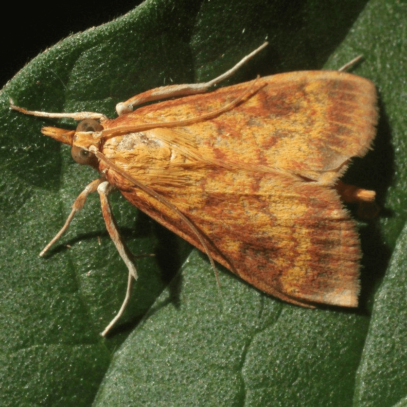 Ostrinia furnacalis